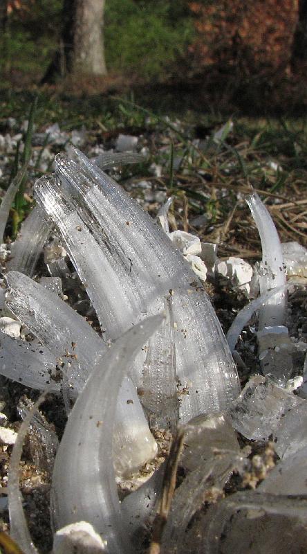 2008-12-13_Ice_Forest 001_1.jpg
